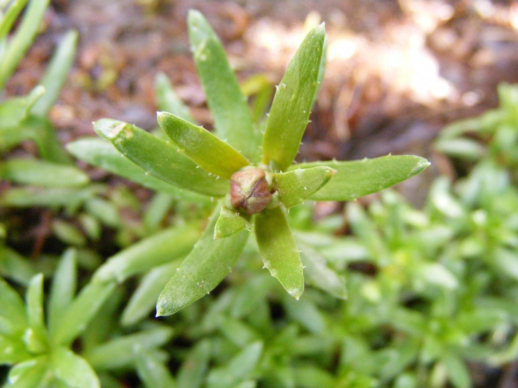 Saxifraga aizoides / Sassifraga autunnale